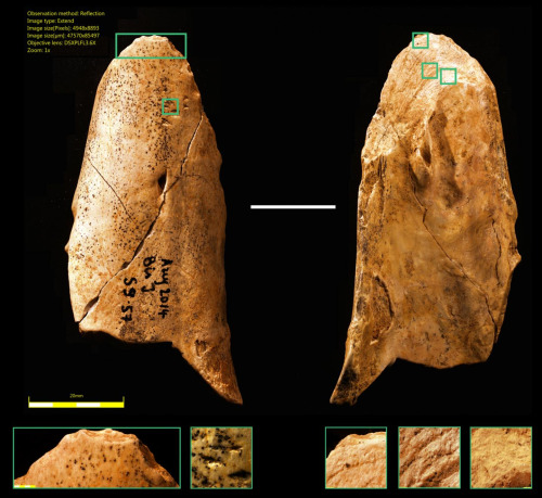 Công cụ xương tìm thấy tại di tích người Neanderthal ở Pháp